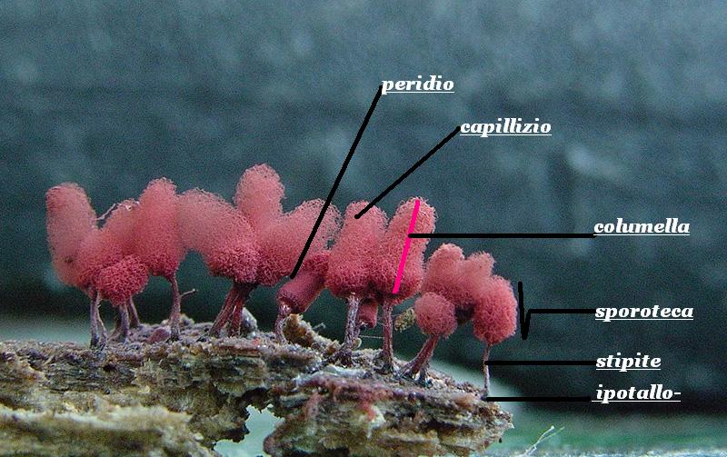 Arcyria denudata (L.)Wetts.